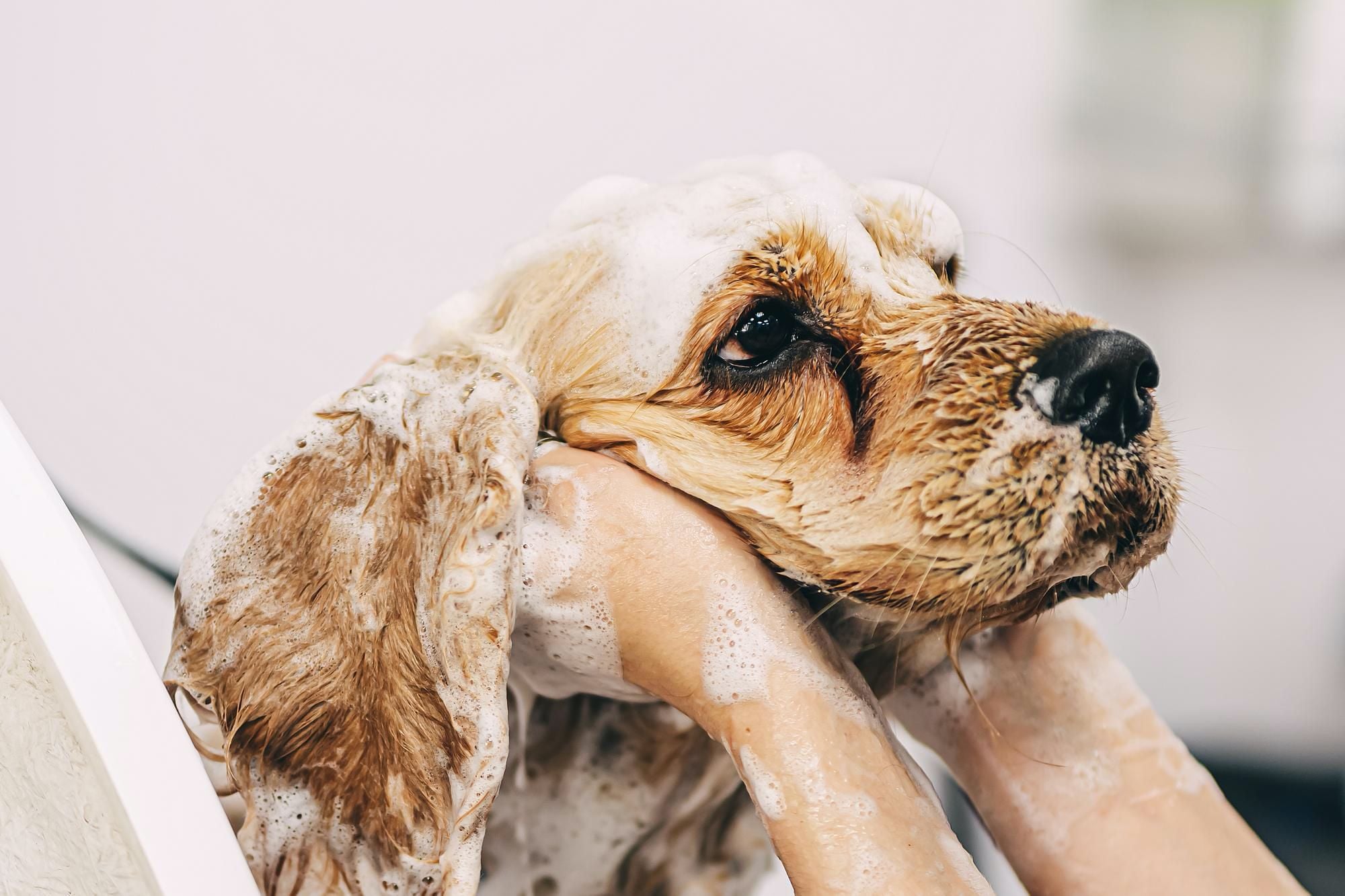 Tips on Giving Your Dog a Plumbing-Friendly Bath Tips on Giving Your Dog a Plumbing-Friendly Bath